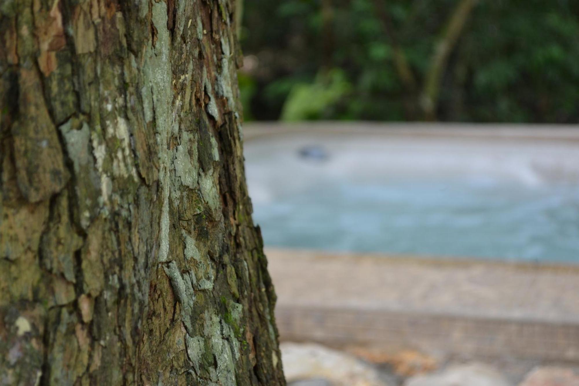 Hotel Jungle Lodge Tikal Bilik gambar